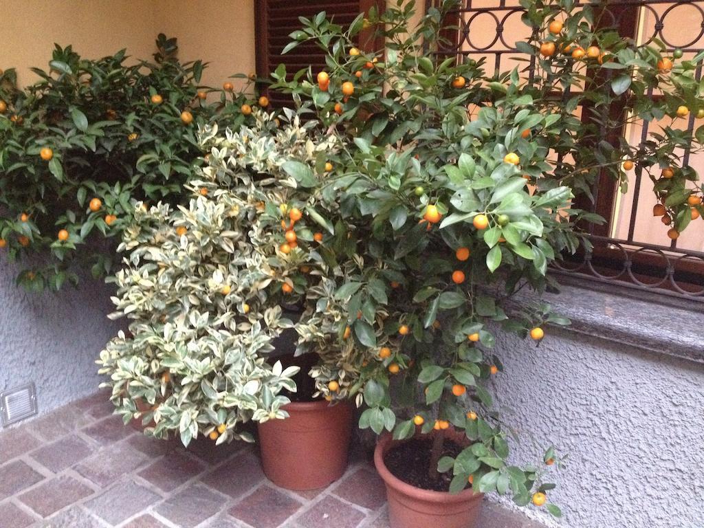 Antica Trattoria Dell'Uva Hotel Monza Exterior foto